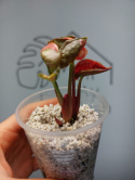 Syngonium Strawberry Ice | Sadzonka 42 | 10cm