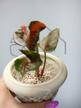 Syngonium Strawberry Ice | 15-20cm