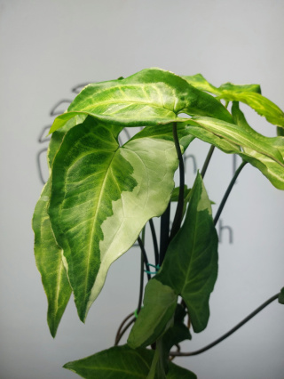 Syngonium Three Kings | 45-50cm