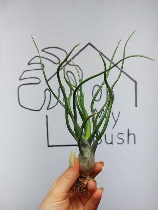 Tillandsia Bulbosa XXL Oplątwa