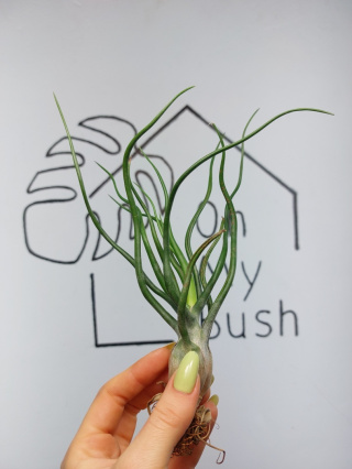 Tillandsia Bulbosa XXL Oplątwa