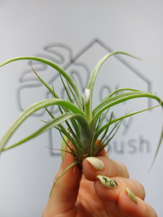 Tillandsia Curly Slim Oplątwa MINI