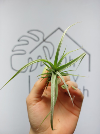 Tillandsia Curly Slim Oplątwa MINI