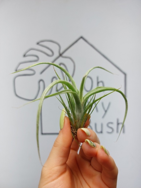 Tillandsia Curly Slim Oplątwa MINI