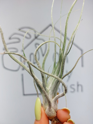 Tillandsia Ehlersiana Oplątwa