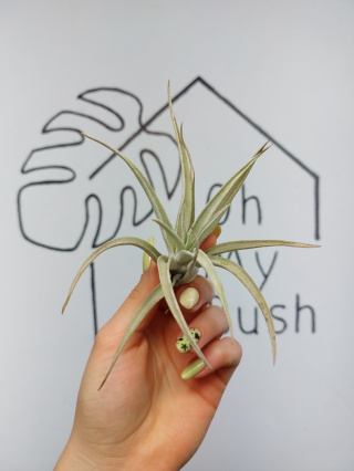 Tillandsia Harrisii Oplątwa