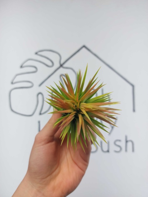 Tillandsia Ionantha Rubra XL Oplątwa