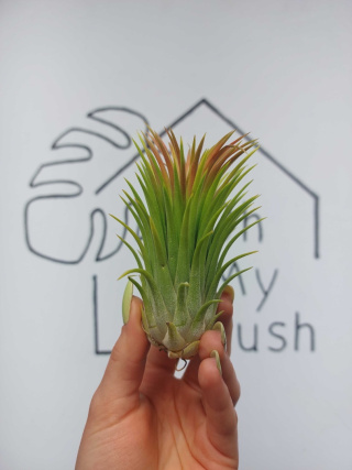 Tillandsia Ionantha Rubra XL Oplątwa