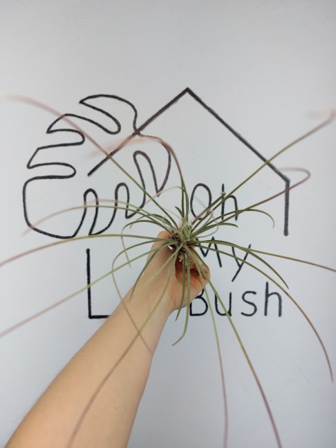 Tillandsia Juncea XL Oplątwa