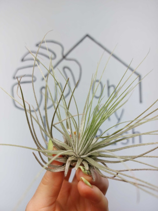 Tillandsia Magnusiana Oplątwa