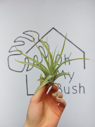 Tillandsia Multiflora Green XL Oplątwa