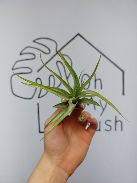 Tillandsia Multiflora Green XL Oplątwa