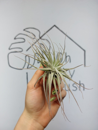 Tillandsia Oaxacana Oplątwa