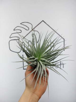 Tillandsia Silver XL Oplątwa