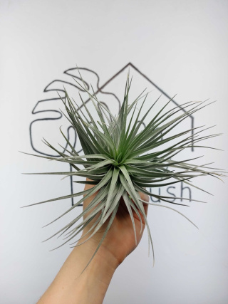 Tillandsia Silver XL Oplątwa