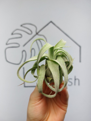 Tillandsia Streptophylla Oplątwa