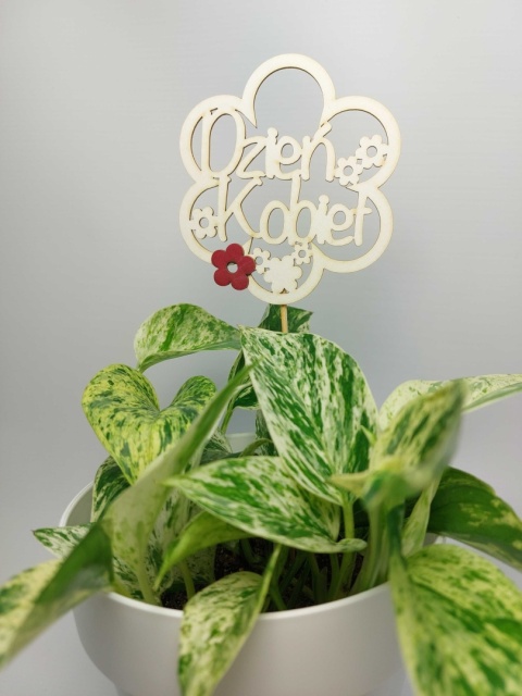 Zestaw Dzień Kobiet | Epipremnum Marble Queen + biała osłonka