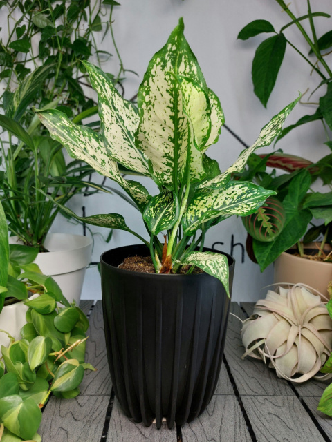 Aglaonema Osaka | 25-30cm