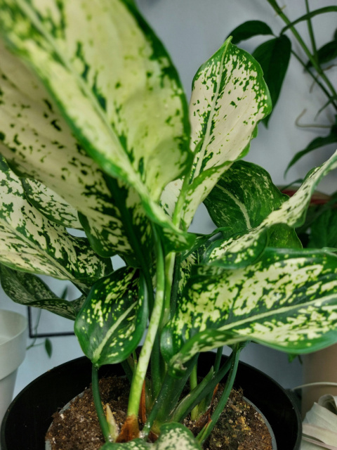 Aglaonema Osaka | 25-30cm