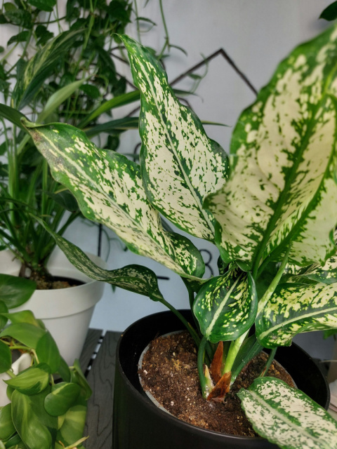 Aglaonema Osaka | 25-30cm