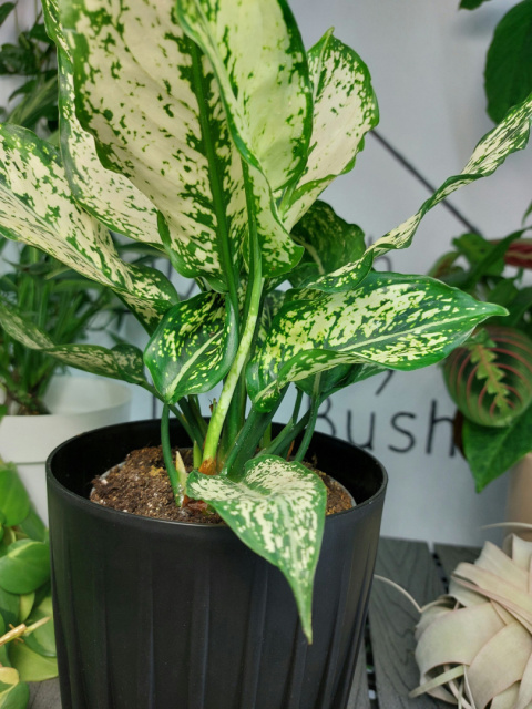 Aglaonema Osaka | 25-30cm