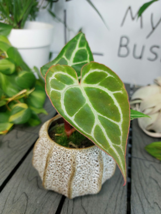 Anthurium Crystallinum | 10-15cm