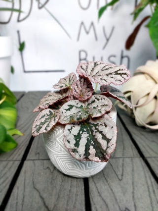 Begonia Rex Chayo | 10cm