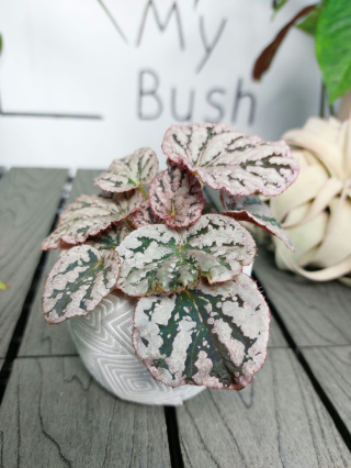 Begonia Rex Chayo | 10cm