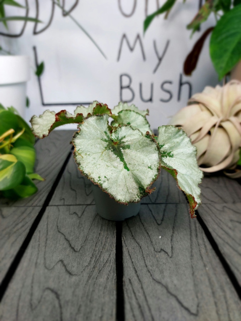 Begonia Rex Escargot | 10cm