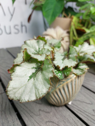 Begonia Rex Escargot | 10cm