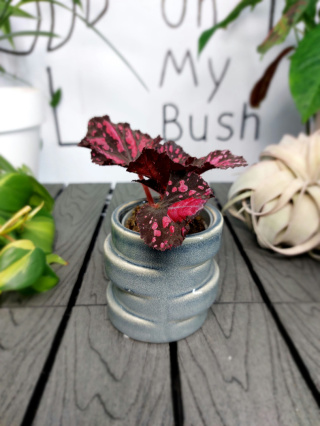 Begonia Rex Etna | 10cm