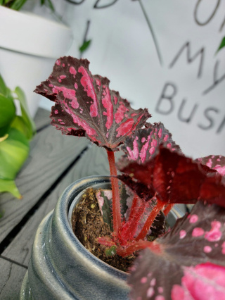 Begonia Rex Etna | 10cm