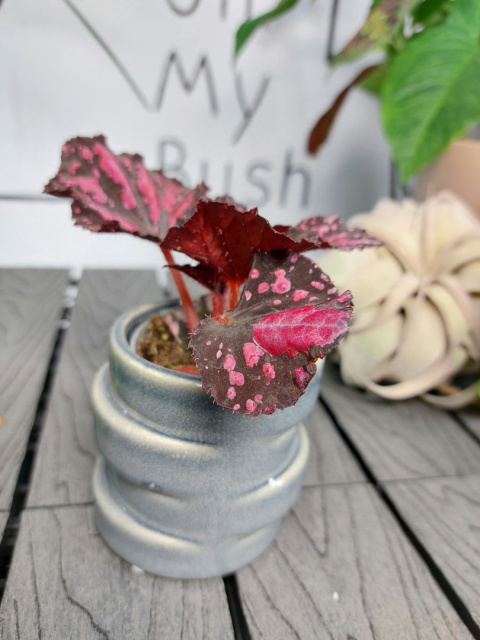 Begonia Rex Etna | 10cm