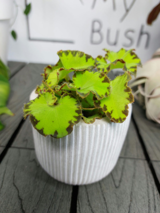 Begonia Rex Jive | 10cm