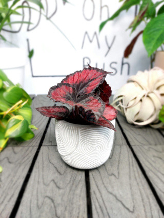 Begonia Rex Red Kiss | 10cm