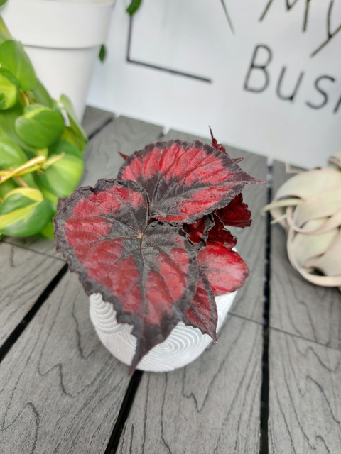 Begonia Rex Red Kiss | 10cm
