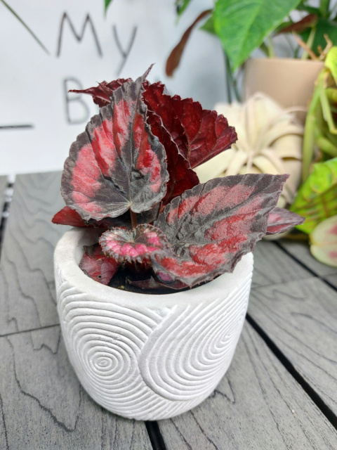Begonia Rex Red Kiss | 10cm