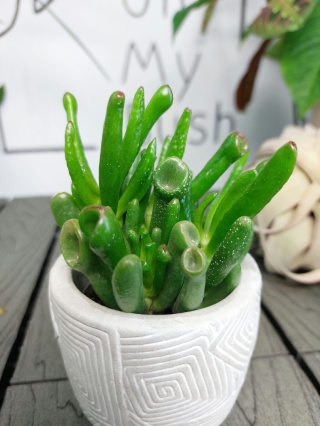 Crassula Ovata Hobbit Grubosz | 10-15cm