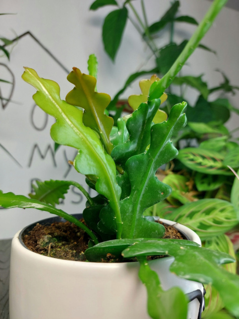 Epiphyllum Anguliger Kaktus Zygzak | 20cm
