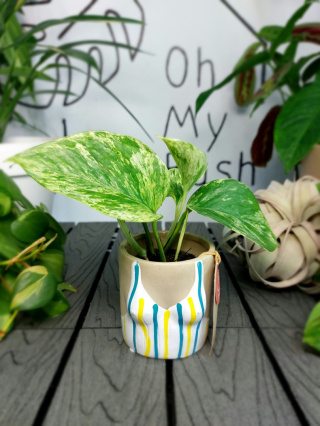 Epipremnum Marble Queen | 10-15cm