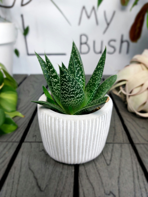 Gasteria D Due | 10cm