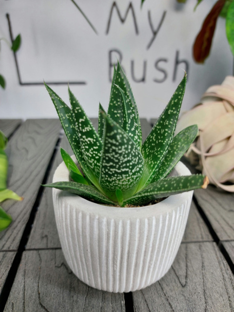 Gasteria D Due | 10cm