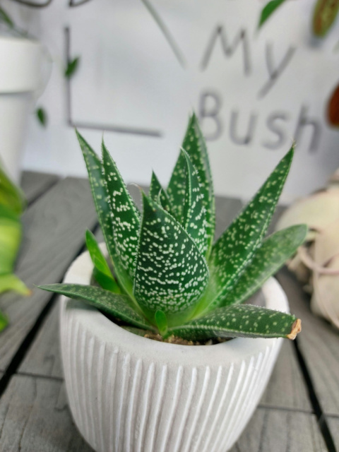 Gasteria D Due | 10cm