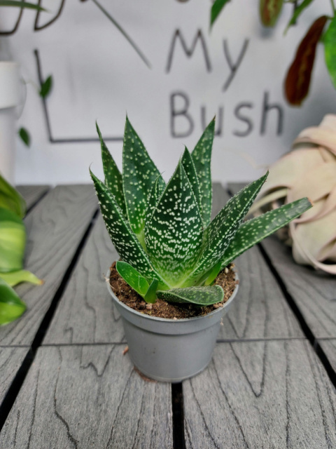 Gasteria D Due | 10cm