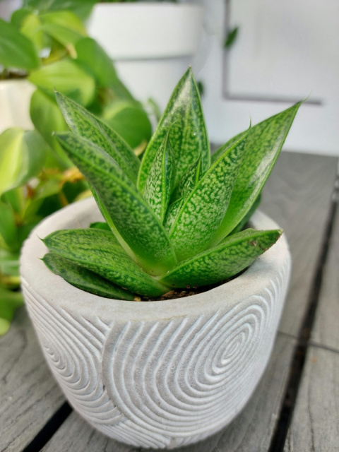 Gasteria D Tiga | 10cm