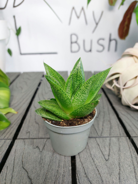 Gasteria D Tiga | 10cm