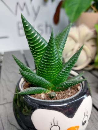 Haworthia Limifolia Haworsja | 10cm
