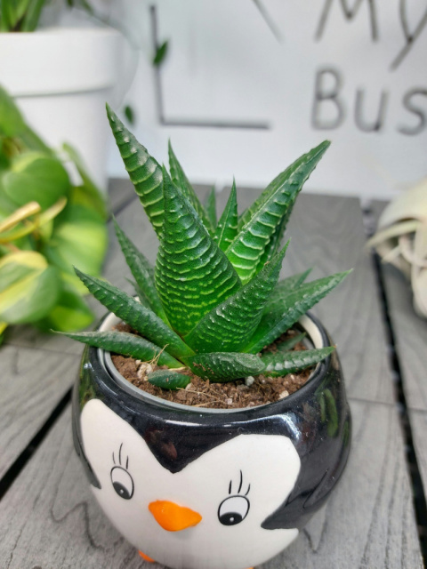 Haworthia Limifolia | Haworsja | 10cm