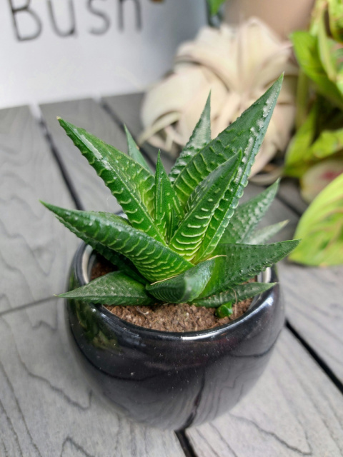 Haworthia Limifolia | Haworsja | 10cm