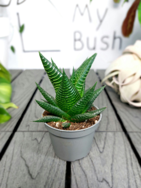 Haworthia Limifolia Haworsja | 10cm